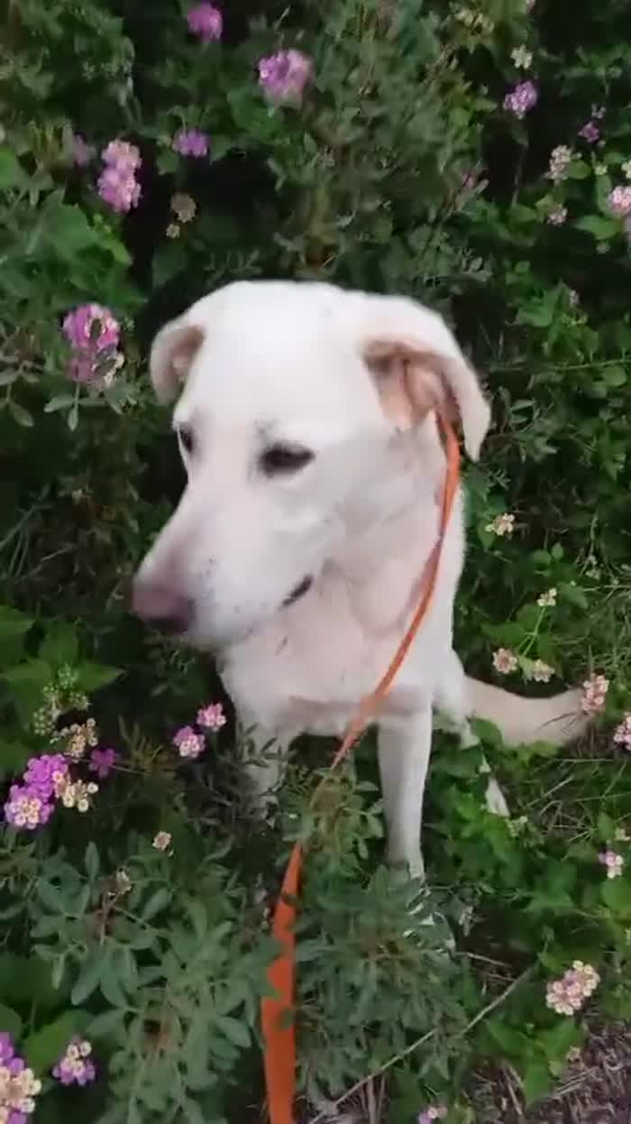 Aden, mix labrador di circa 1 anno - media 8