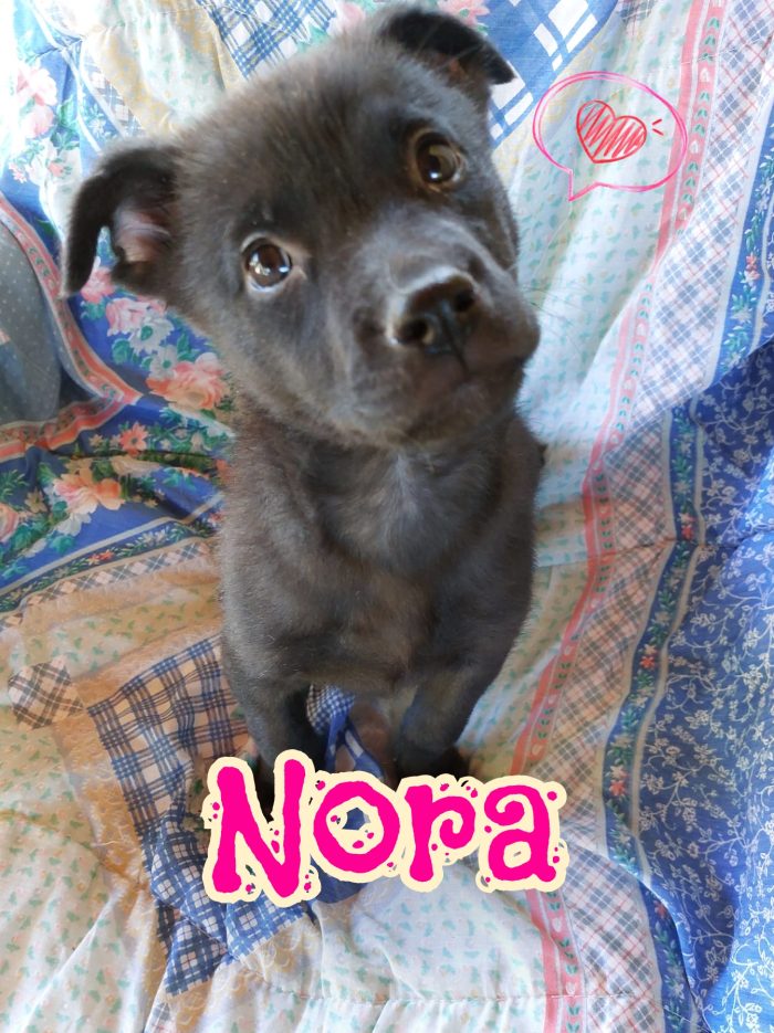 Nora cucciola taglia medio piccola