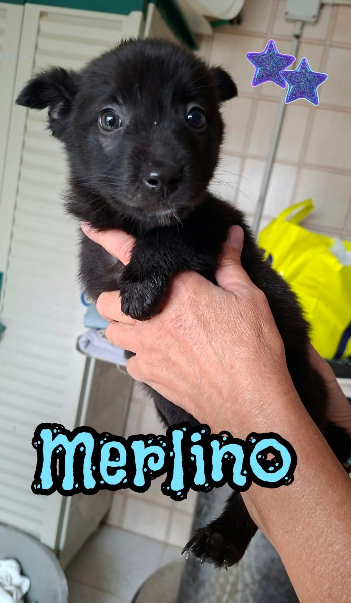 Merlino cucciolo taglia medio piccola