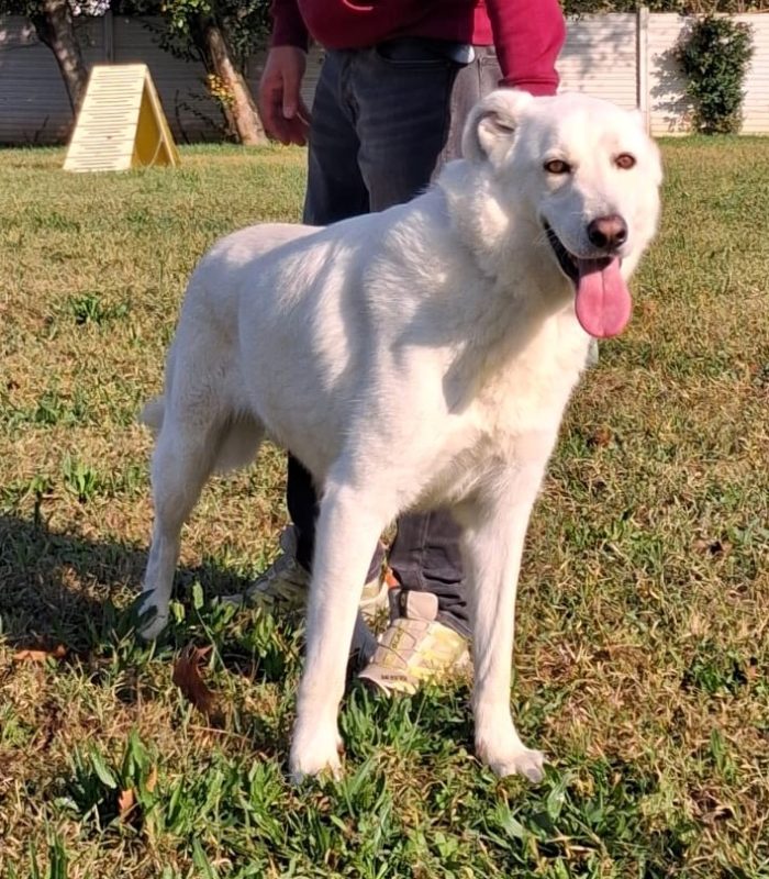 COCCO BELLISSIMO TIPO PASTORE SVIZZERO BIANCO