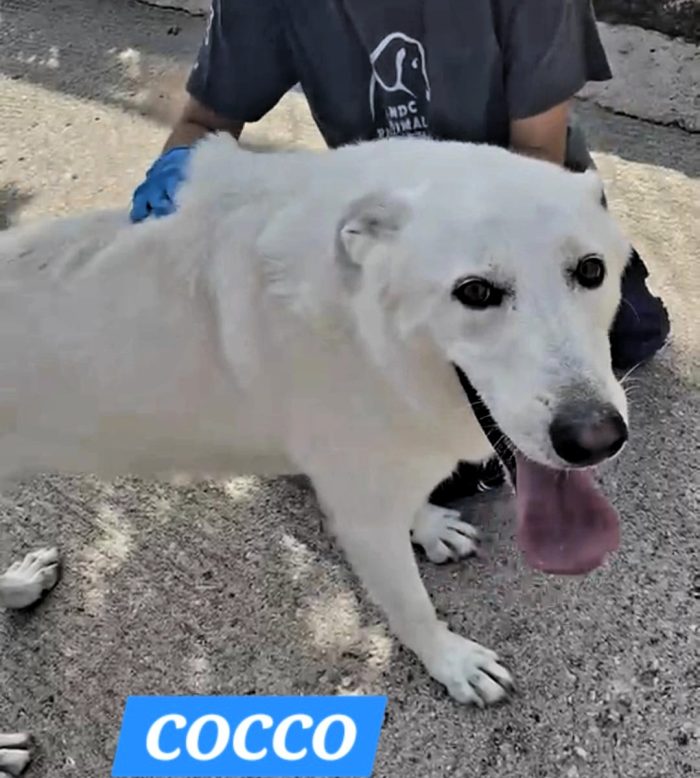 COCCO BELLISSIMO TIPO PASTORE SVIZZERO BIANCO - media 4