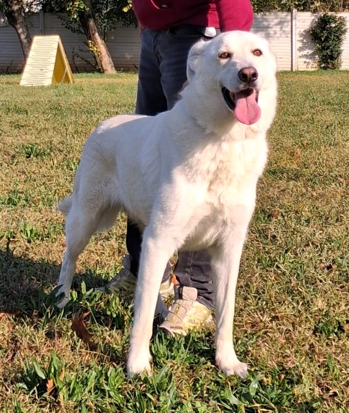 COCCO BELLISSIMO TIPO PASTORE SVIZZERO BIANCO