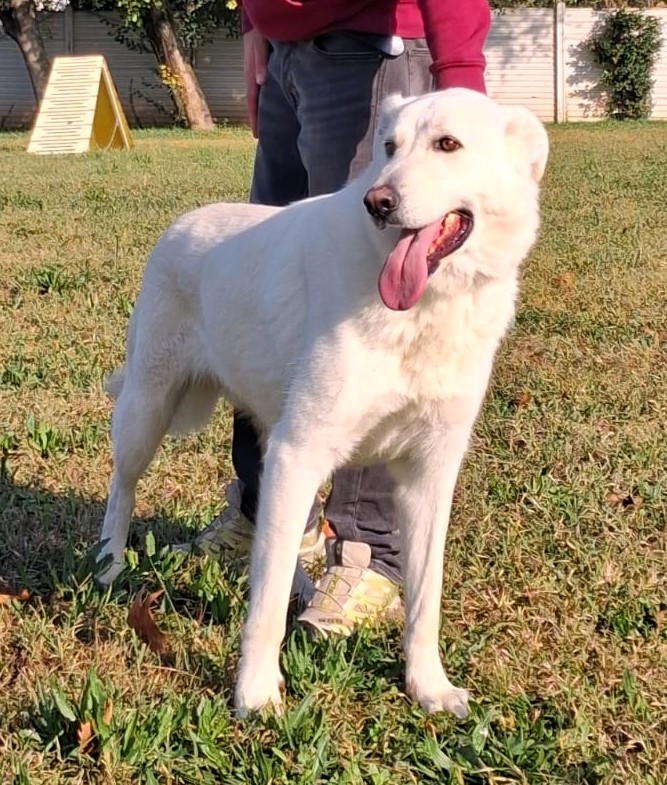 COCCO BELLISSIMO TIPO PASTORE SVIZZERO BIANCO - media 5