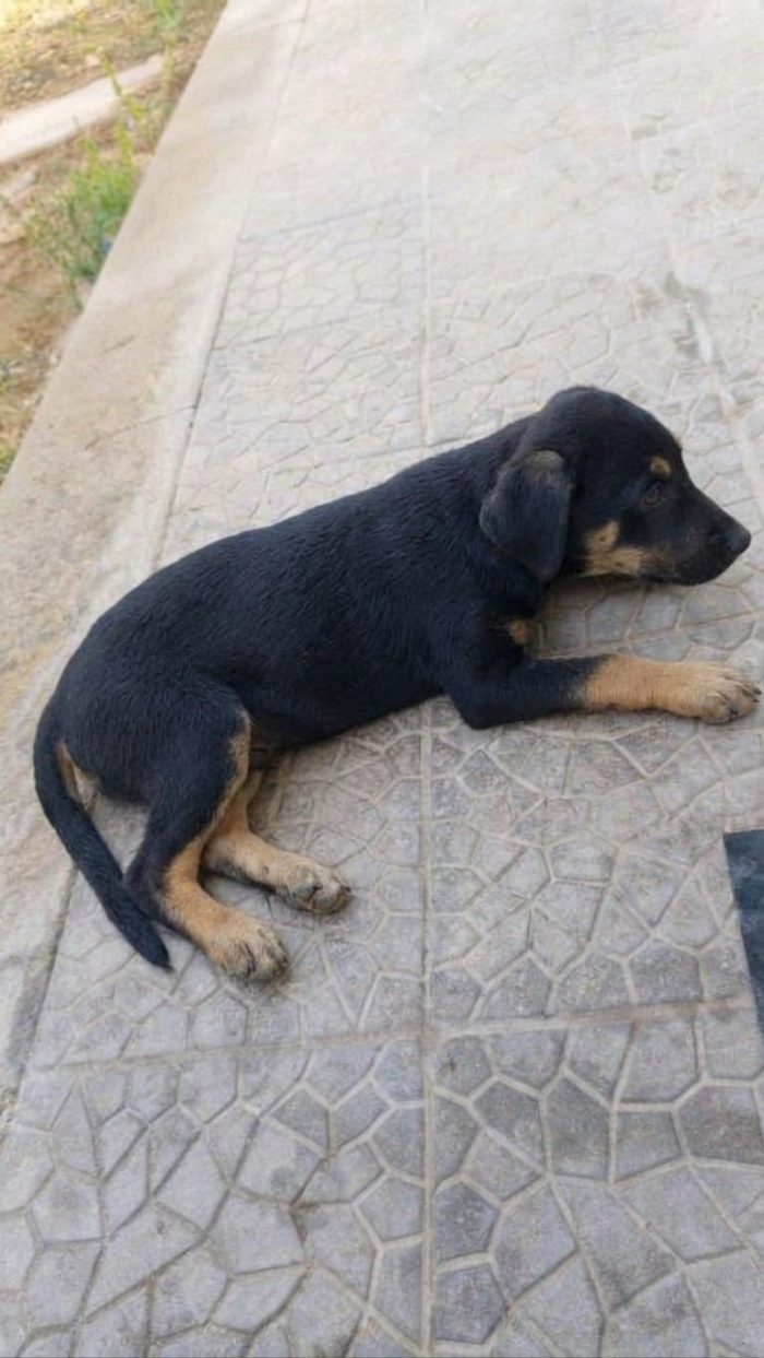 Una dolcissima cucciolotta in adozione