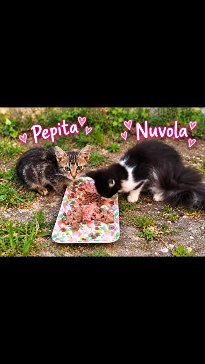 Due scriccioline adorabili - media 4