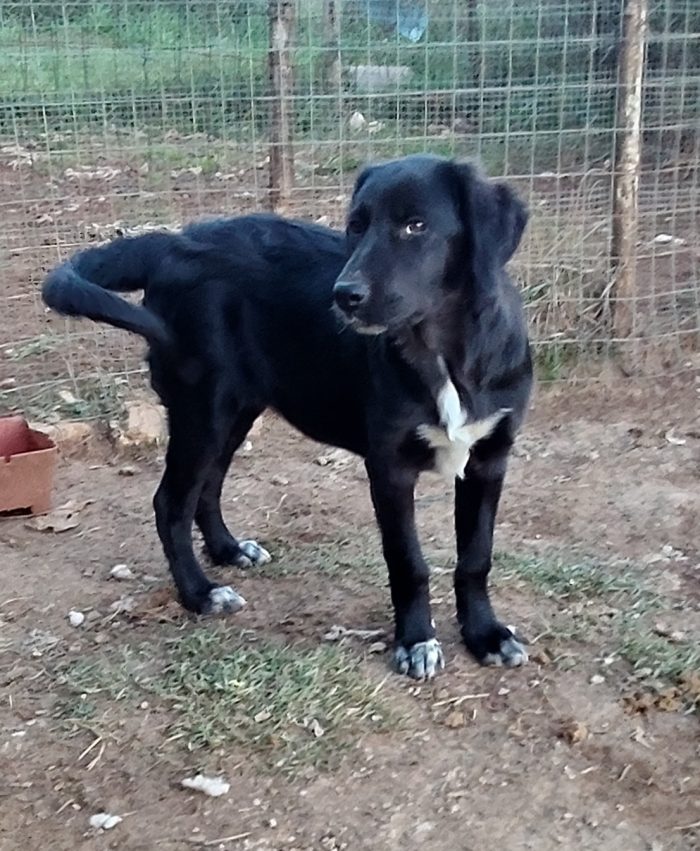 Tre cuccioloni bellissimi
