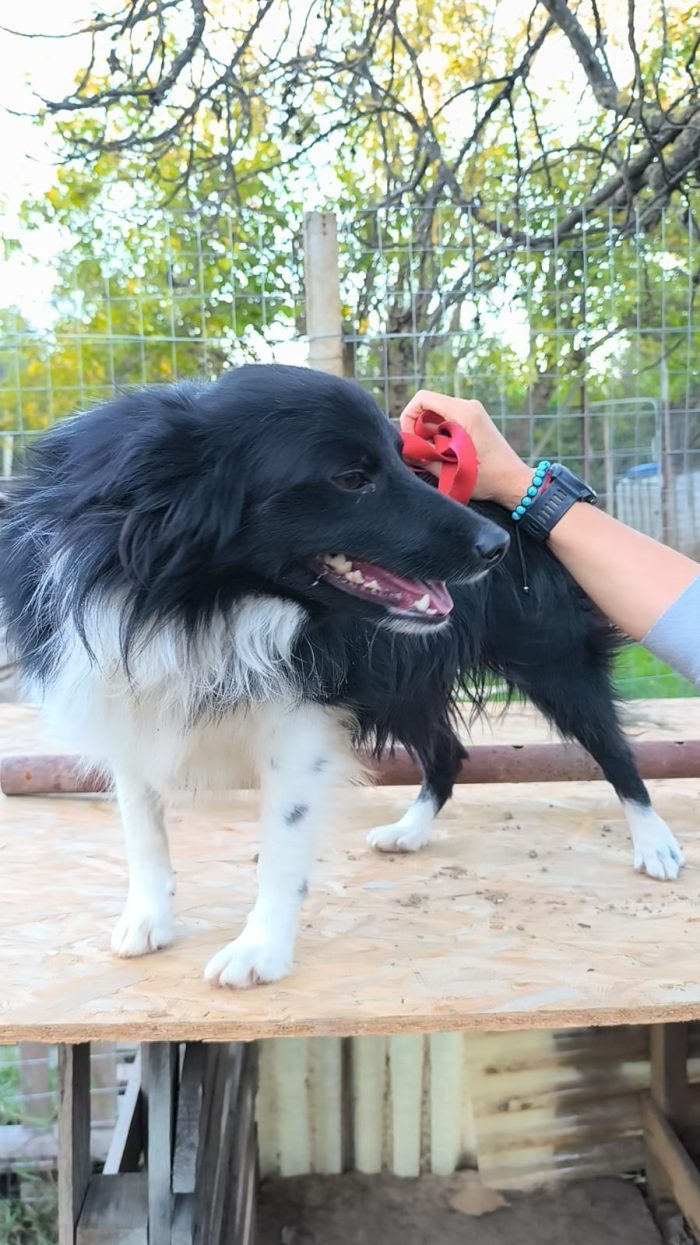 Speedy dolcissimo e giocherellone cerca una famiglia - media 4