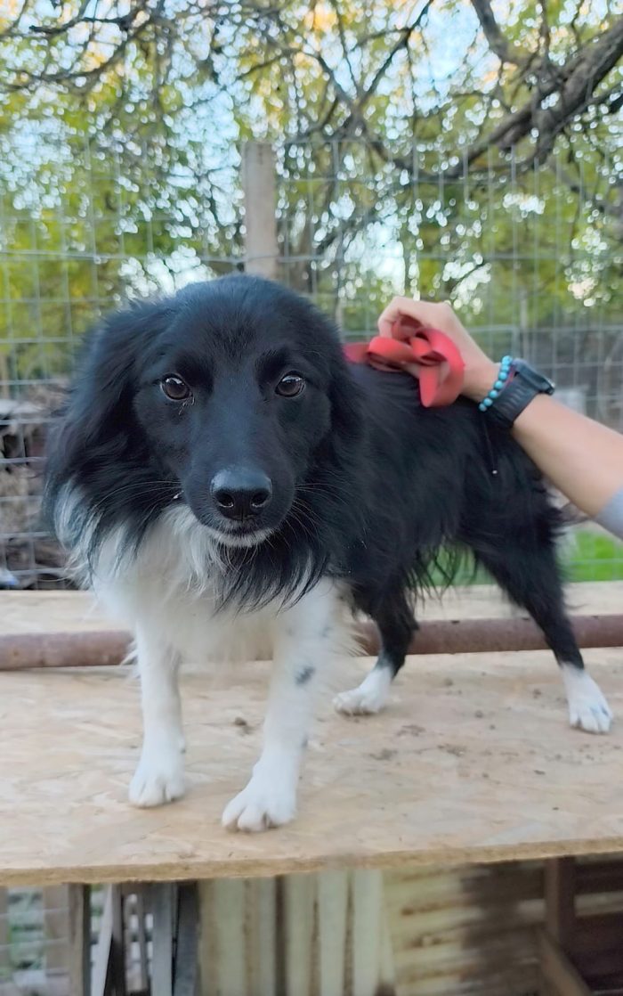 Una famiglia per questo dolcissimo cagnolino