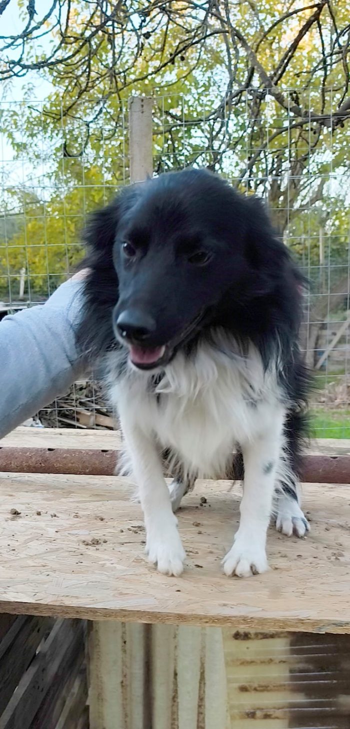 Una famiglia per questo dolcissimo cagnolino