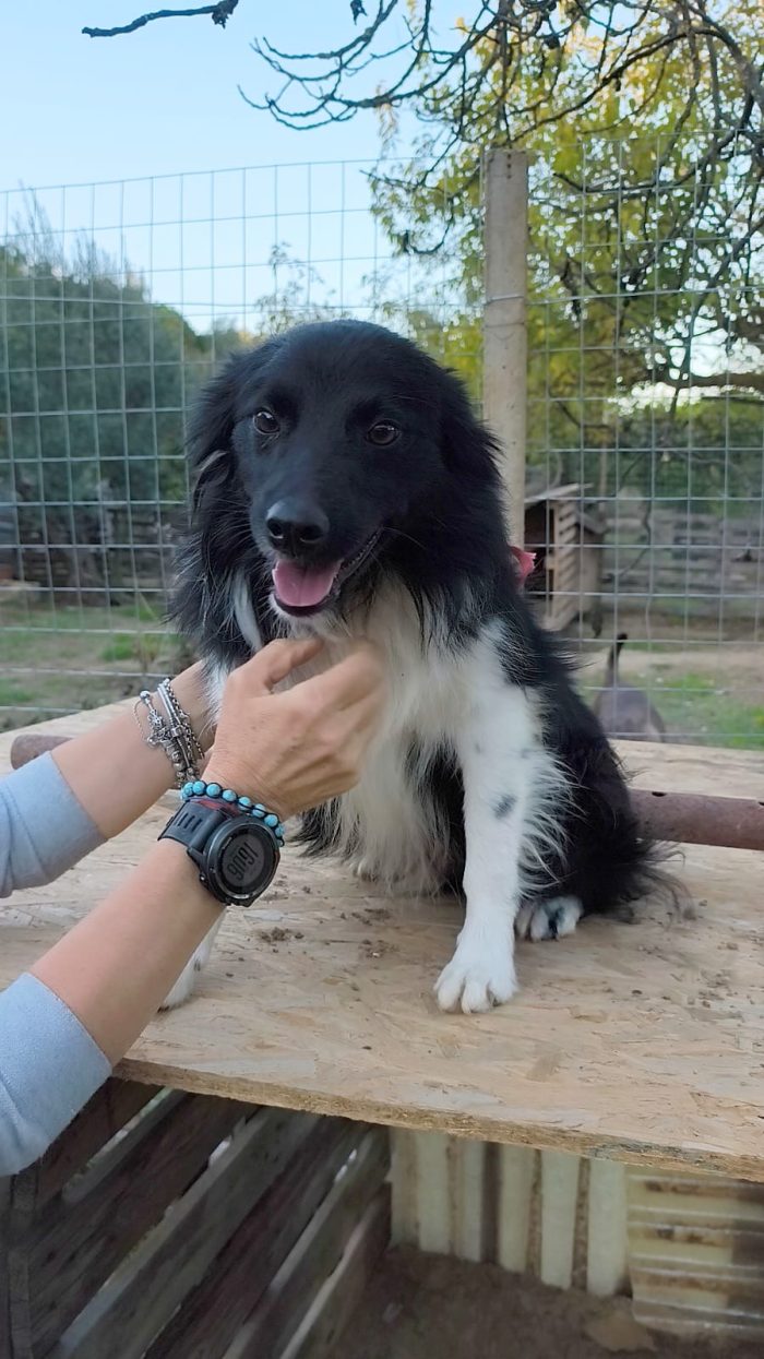 Una famiglia per questo dolcissimo cagnolino - media 4