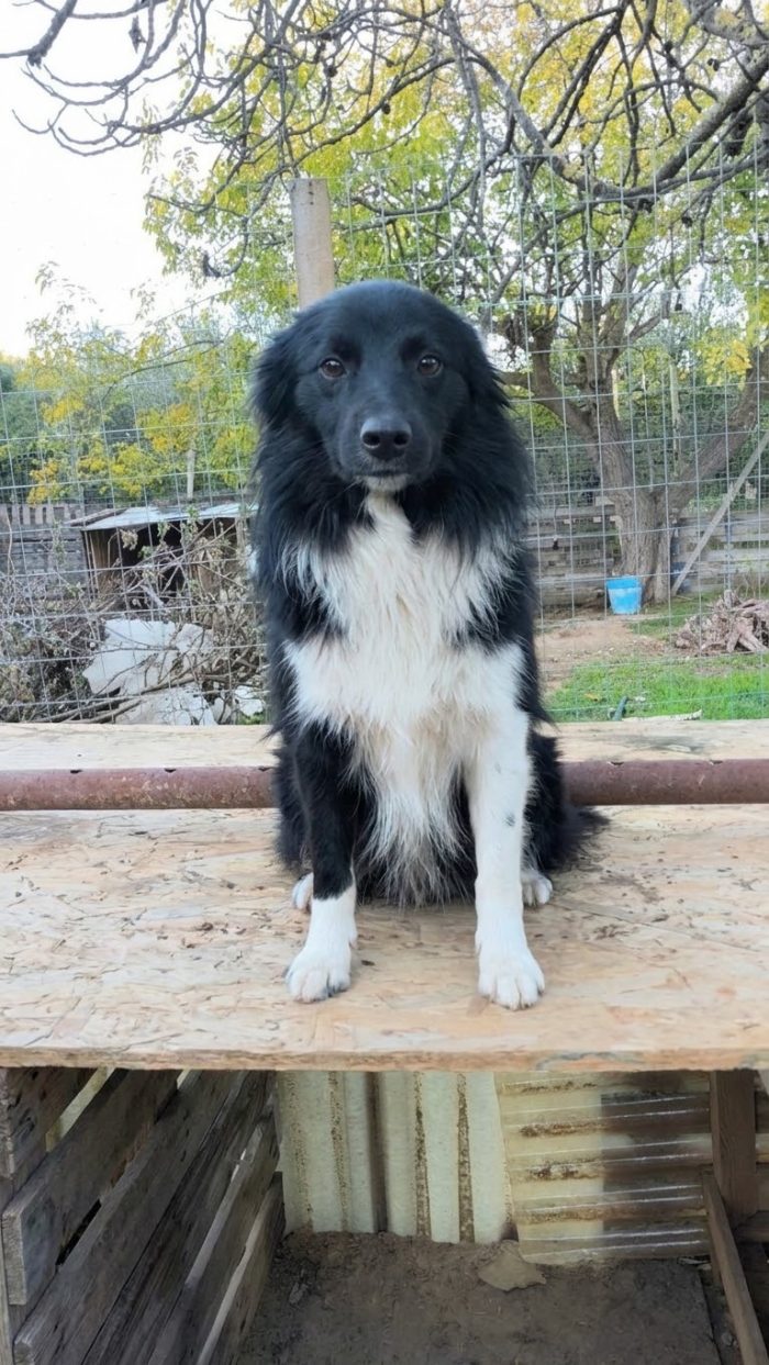 Una famiglia per questo dolcissimo cagnolino - media 5