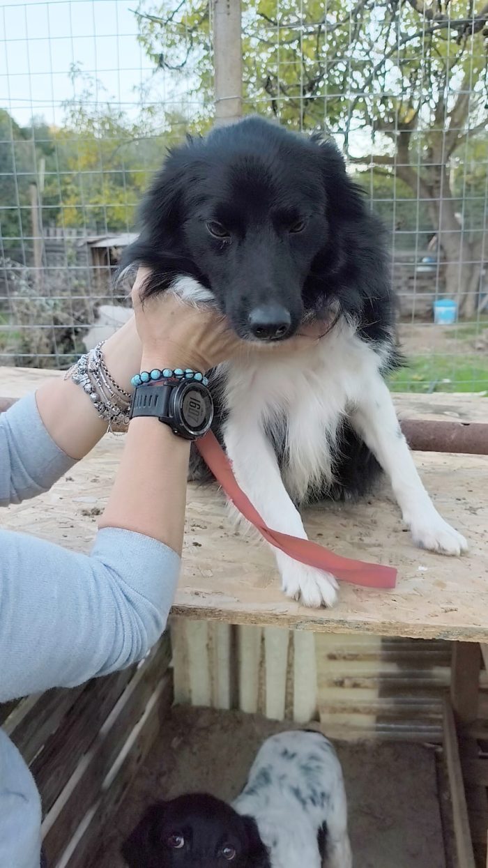 Una famiglia per questo dolcissimo cagnolino - media 7