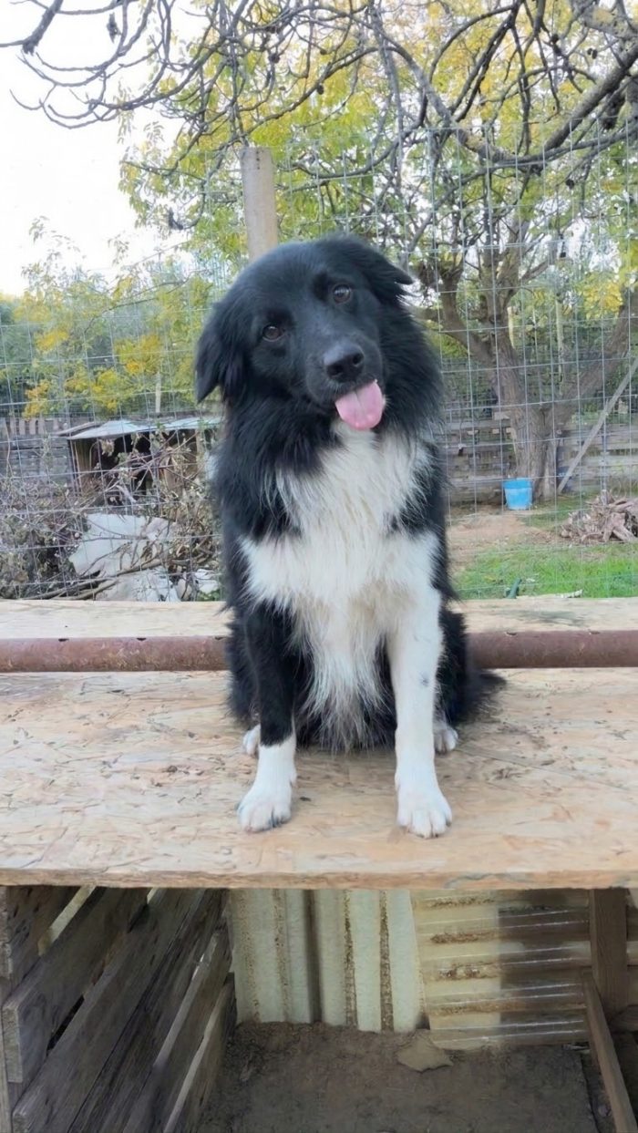 Una famiglia per questo dolcissimo cagnolino - media 6