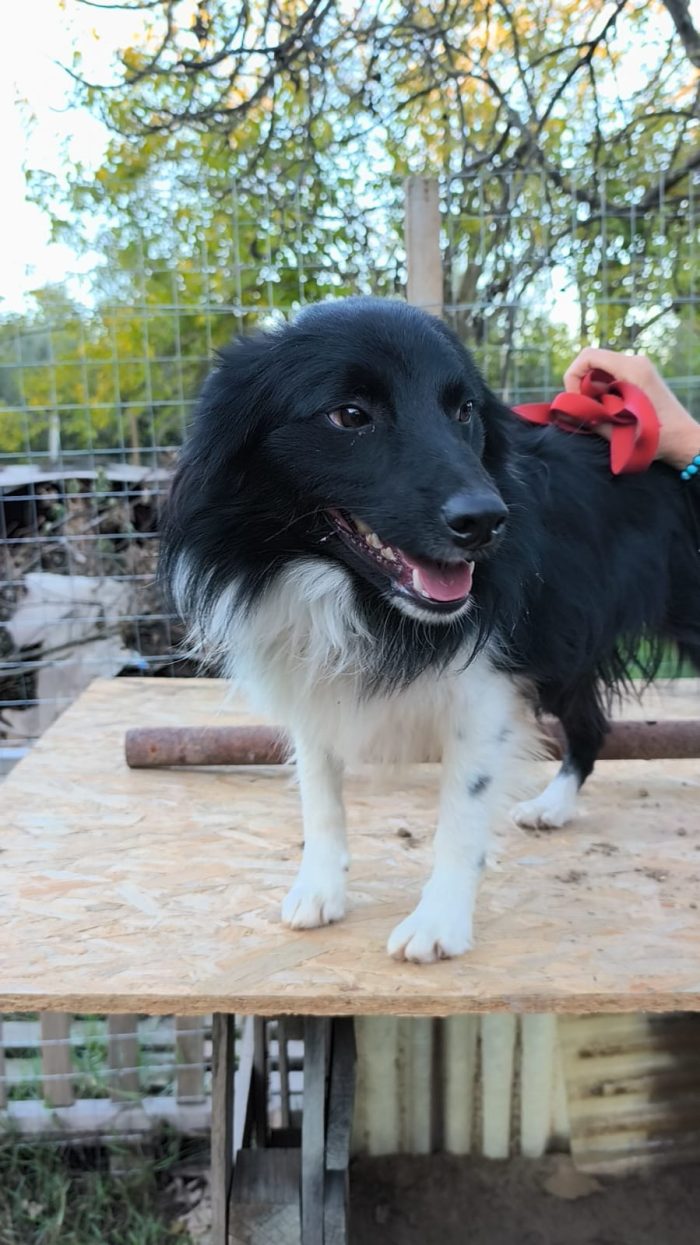 Una famiglia per questo dolcissimo cagnolino - media 9
