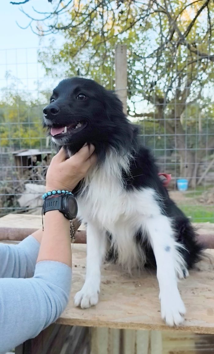 Una famiglia per questo dolcissimo cagnolino - media 8