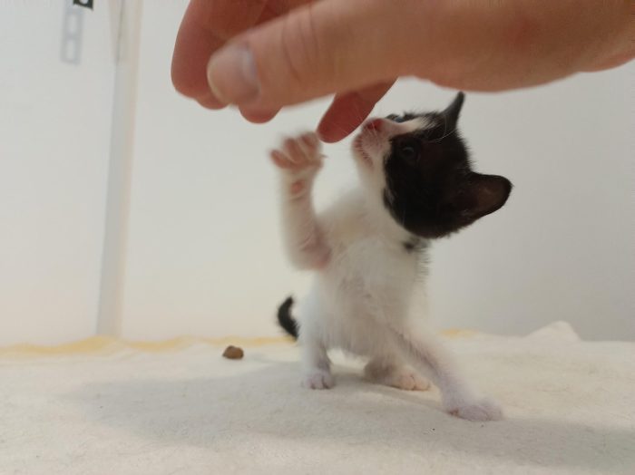 Cuccioli cercasi ....casa per sempre