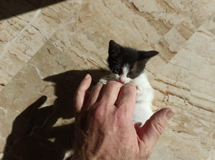 Cuccioli cercasi ....casa per sempre