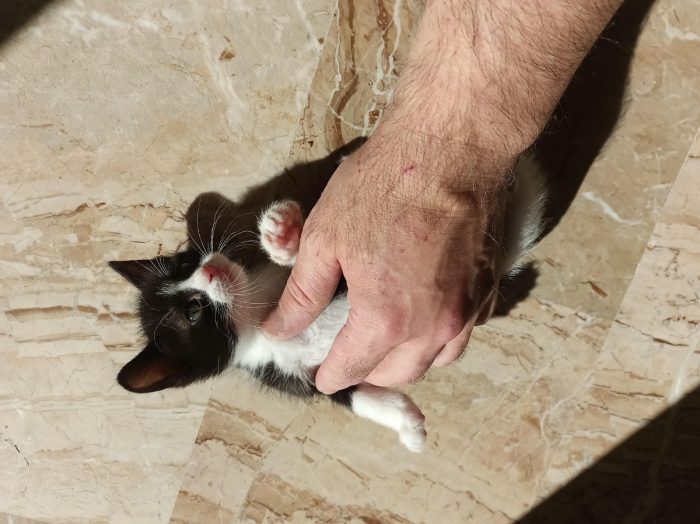 Cuccioli cercasi ....casa per sempre - media 5