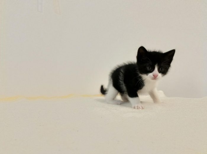 Cuccioli cercasi ....casa per sempre - media 4