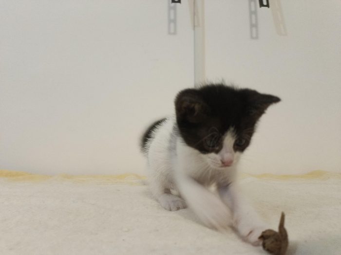 Cuccioli cercasi ....casa per sempre