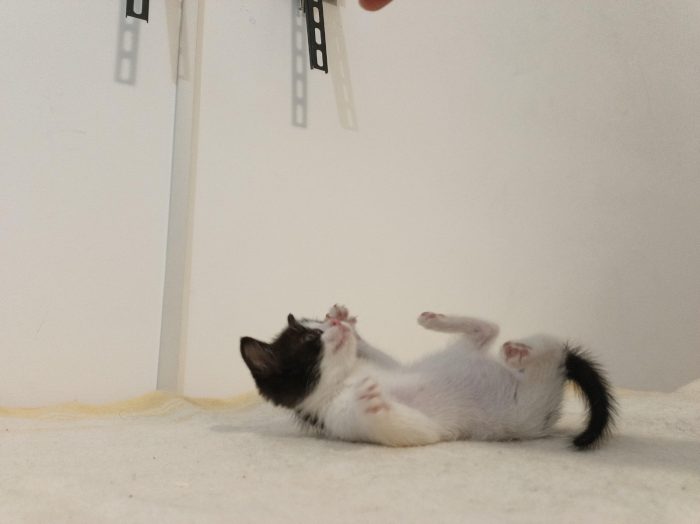 Cuccioli cercasi ....casa per sempre - media 6