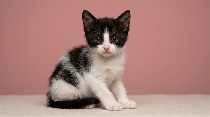Cuccioli cercasi ....casa per sempre - media 7