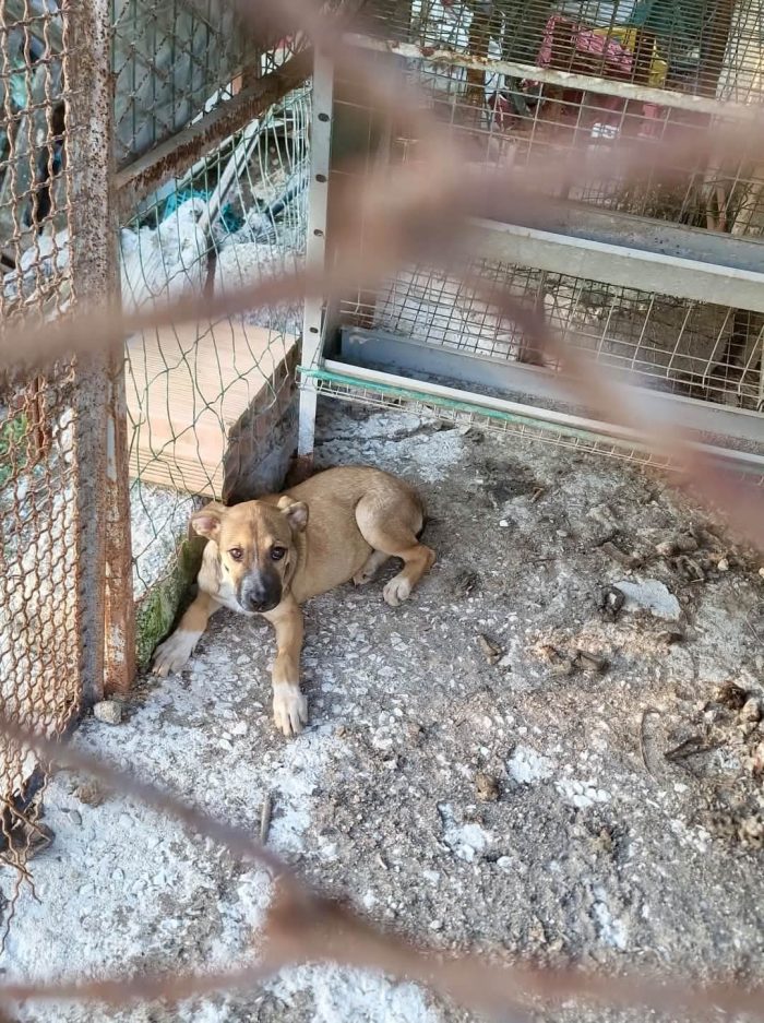 In gabbia, solo tutto il giorno, tutti i giorni, completamente abbandonato a se stesso