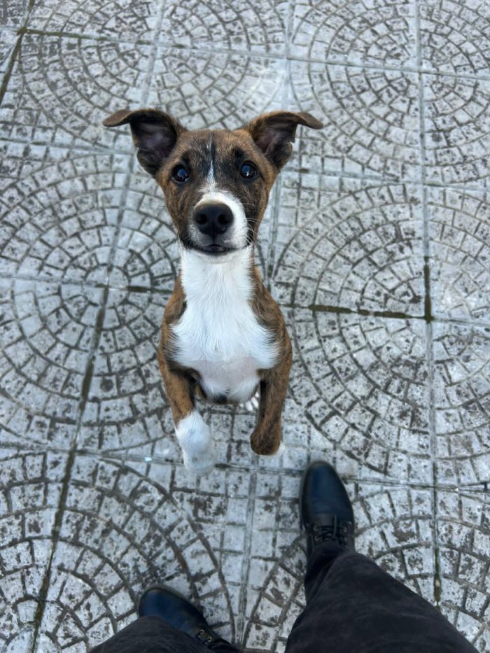 Frank, taglia media! (4mesi)