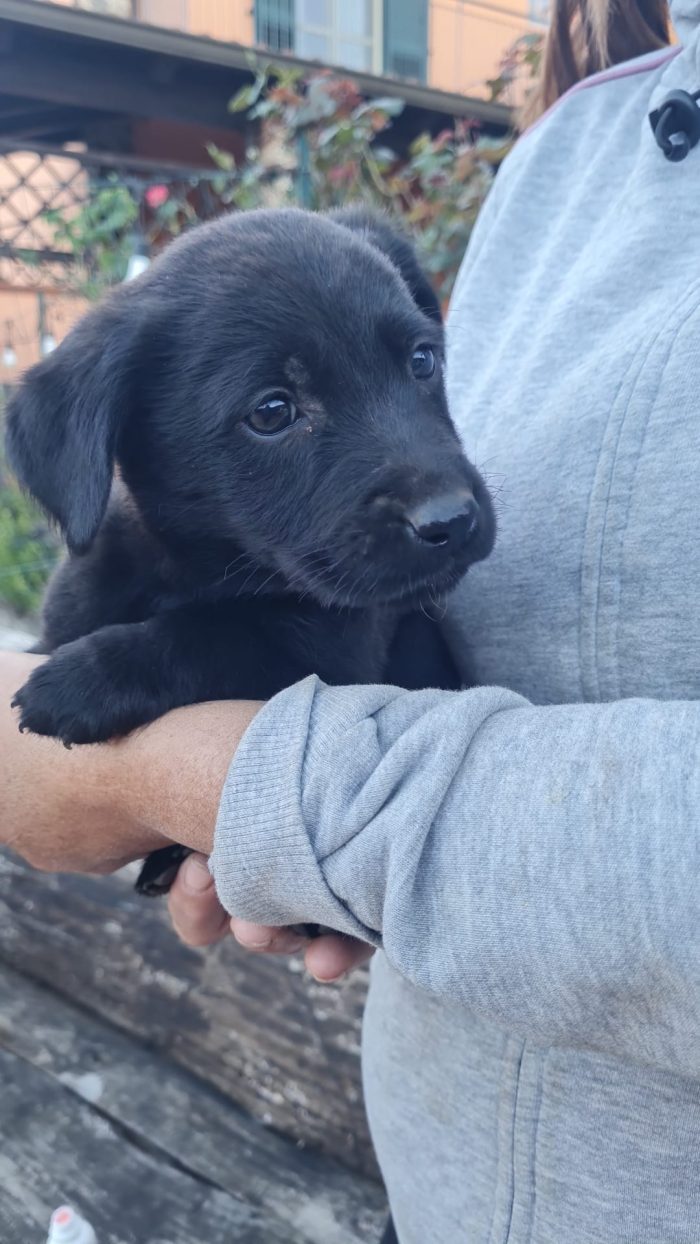 Atlas splendido cucciolo mix labrador nero cerca casa