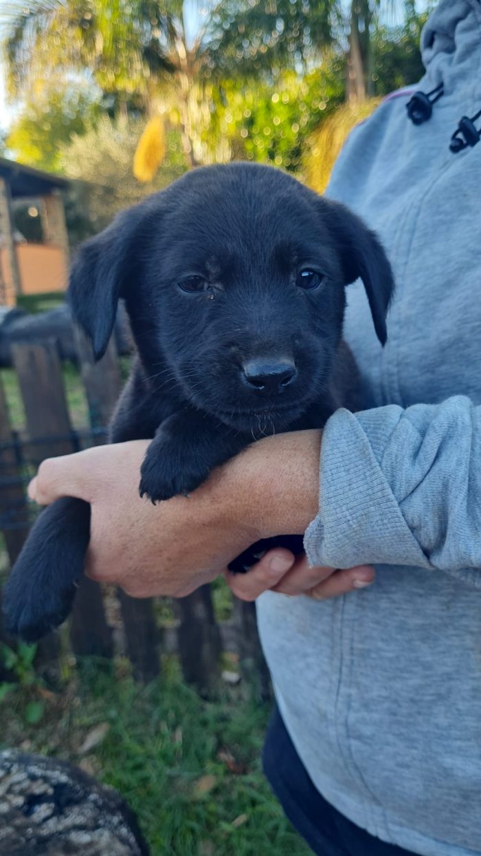 Atlas splendido cucciolo mix labrador nero cerca casa - media 4