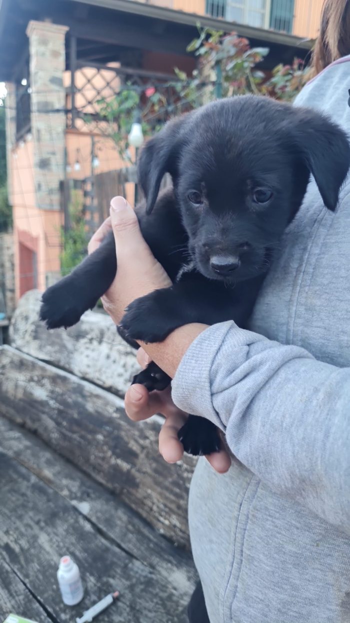 Atlas splendido cucciolo mix labrador nero cerca casa