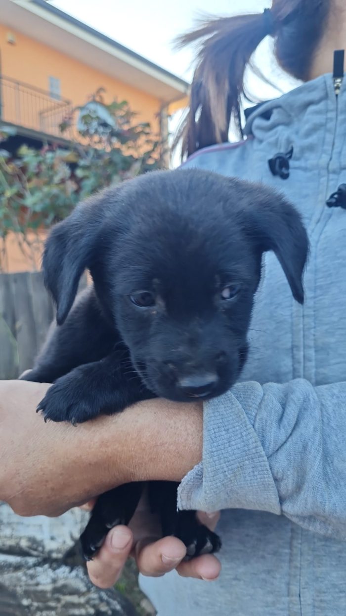 Atlas splendido cucciolo mix labrador nero cerca casa