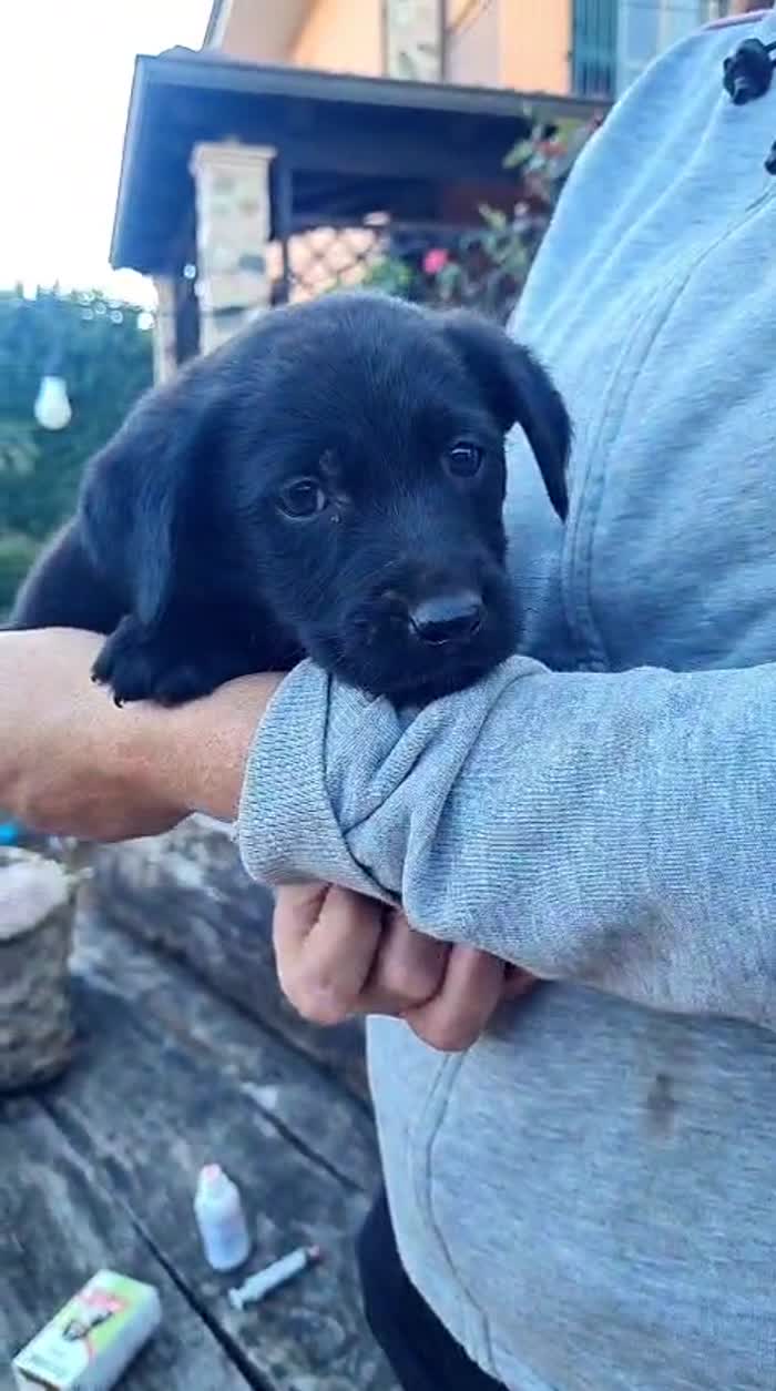 Atlas splendido cucciolo mix labrador nero cerca casa - media 5