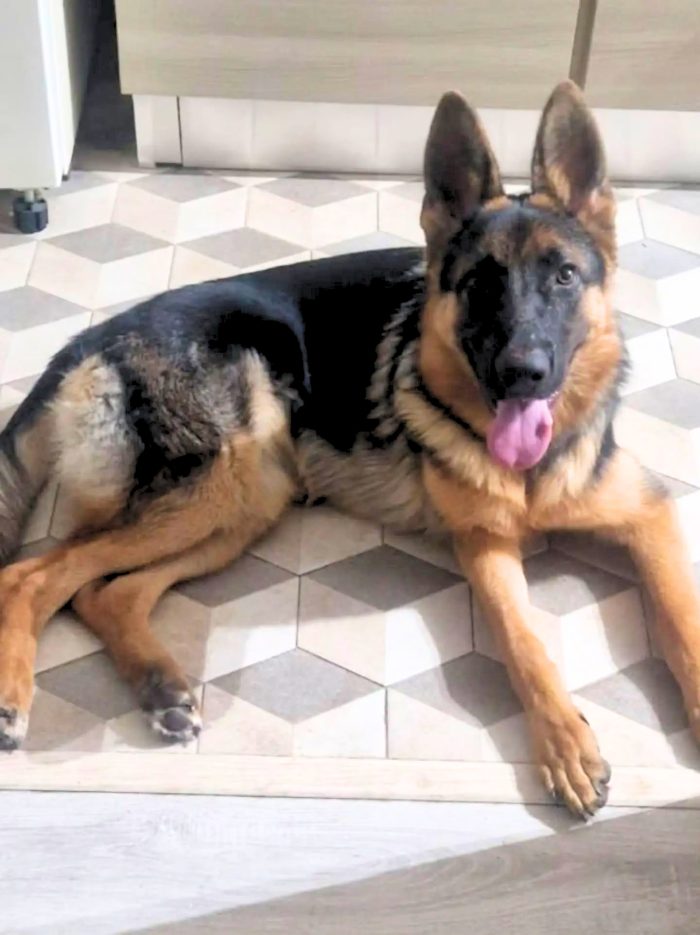 Amira pastore tedesco femmina 7 mesi cerca casa - in adozione a Latina