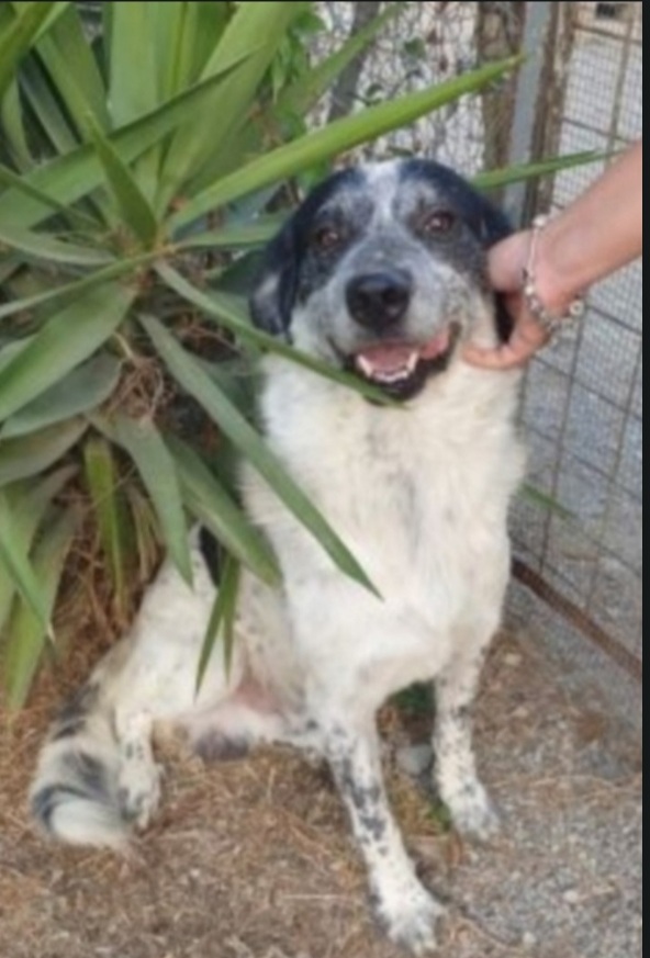 Barù adulto mollato cucciolo mai 1chiamata! CALABRIA