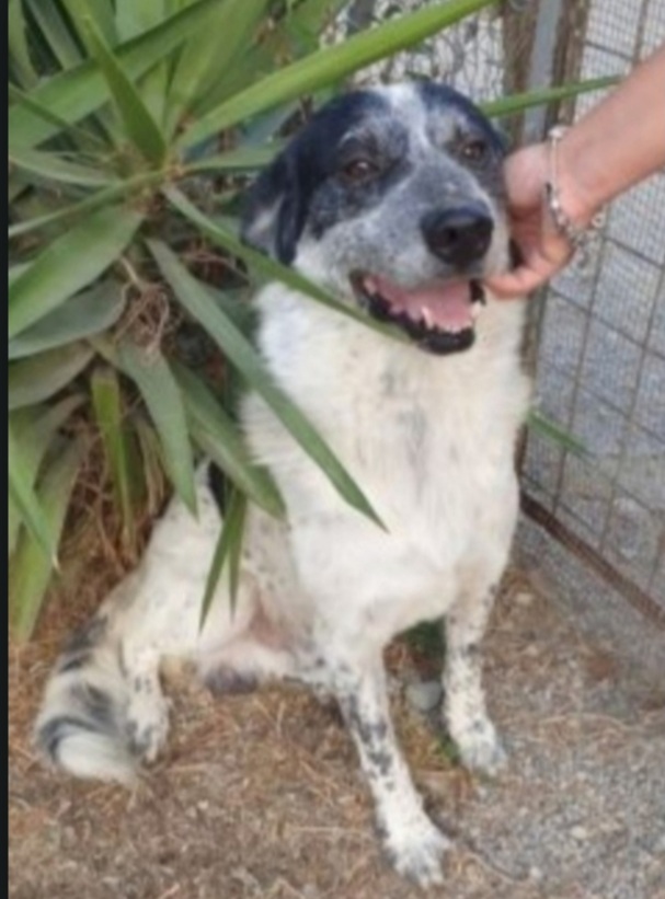 Barù adulto mollato cucciolo mai 1chiamata! CALABRIA