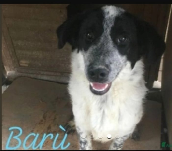Barù adulto mollato cucciolo mai 1chiamata! CALABRIA - media 5