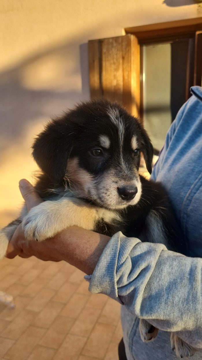 Ringo splendido dolce cucciolo cerca casa