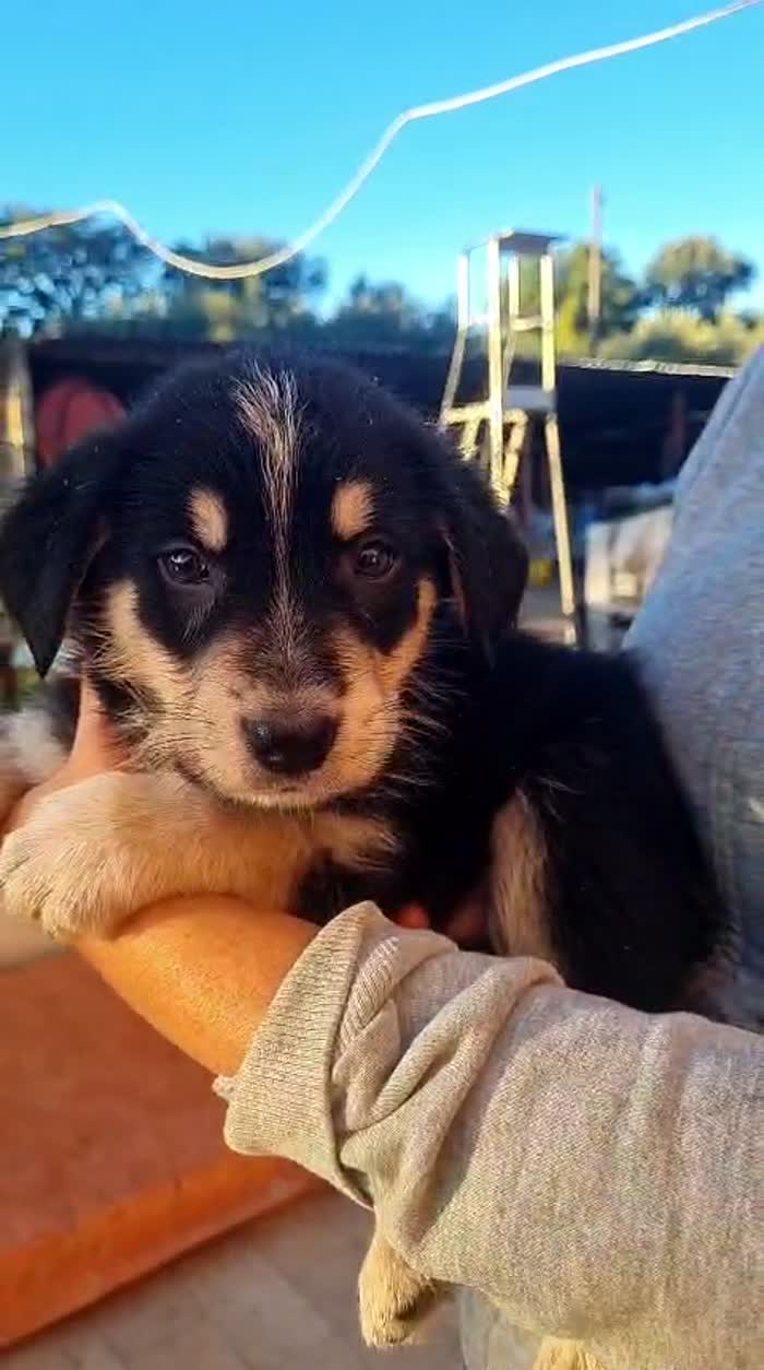 Ringo splendido dolce cucciolo cerca casa - media 5