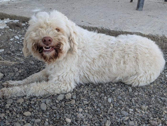 Squid needs a home