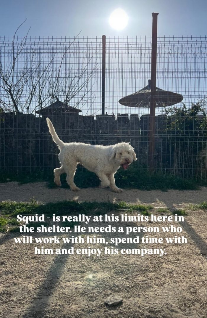 Squid needs a home - media 5