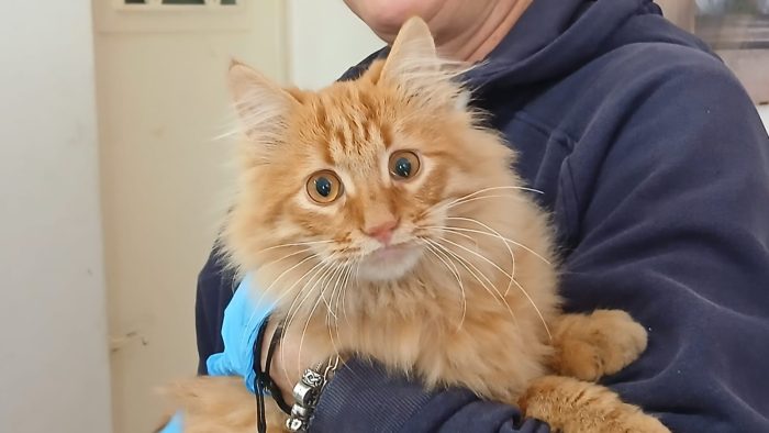 FREDDY MICINO DI 5 MESI PELO LUNGO
