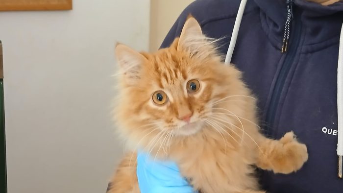 FREDDY MICINO DI 5 MESI PELO LUNGO