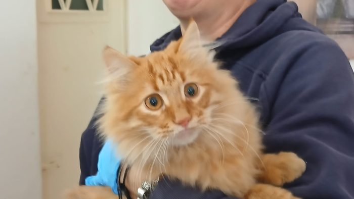 FREDDY MICINO DI 5 MESI PELO LUNGO - media 4