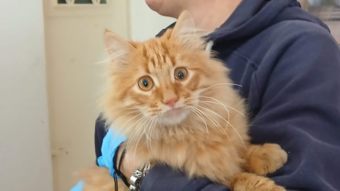 FREDDY MICINO DI 5 MESI PELO LUNGO