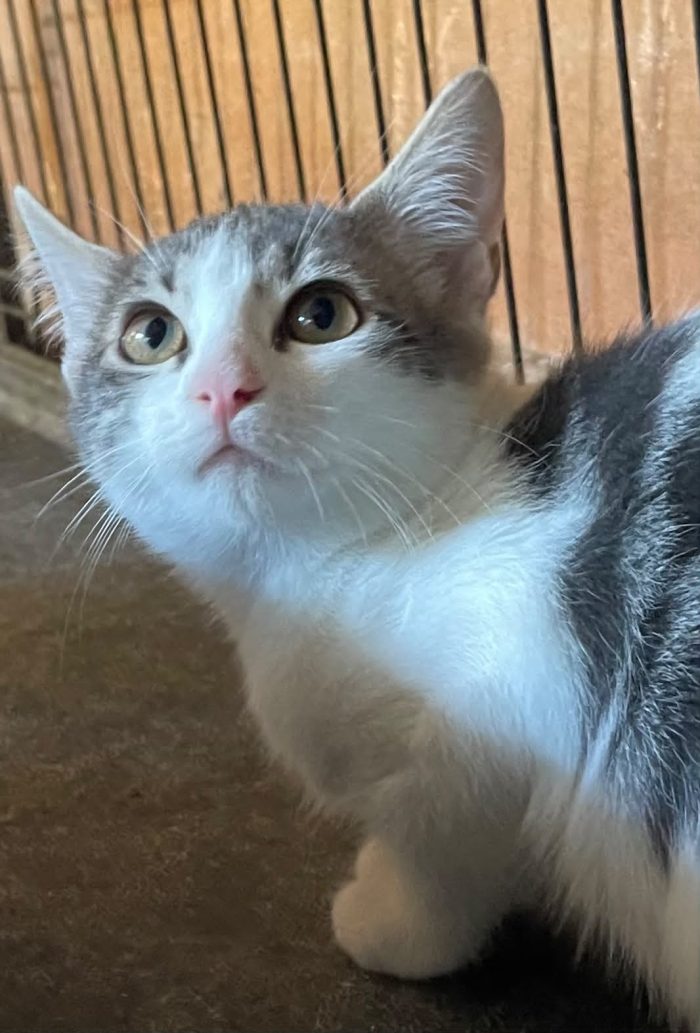 STELLINA: MICINA DI 3 MESI E MEZZO CERCA FAMIGLIA