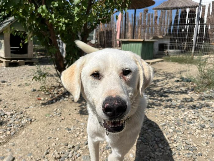 Patch wants a home