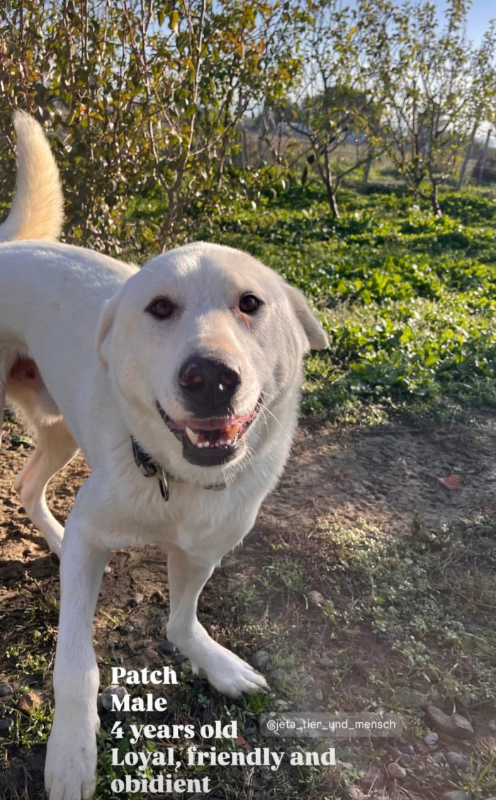 Patch wants a home