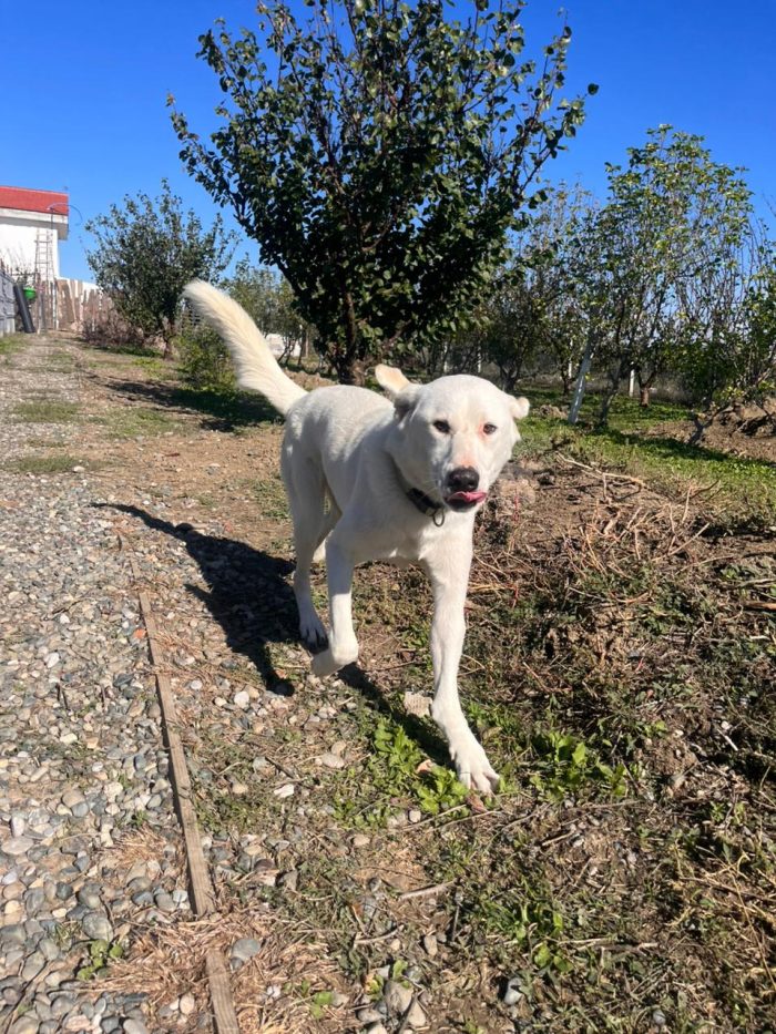 Patch wants a home