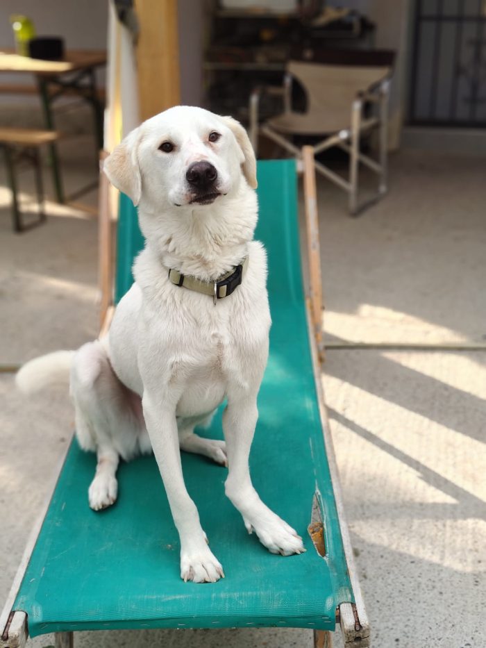 Patch wants a home - media 7